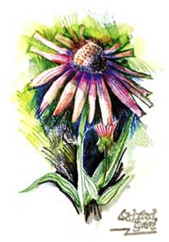 Flower - 2004