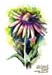 Flower - 2004